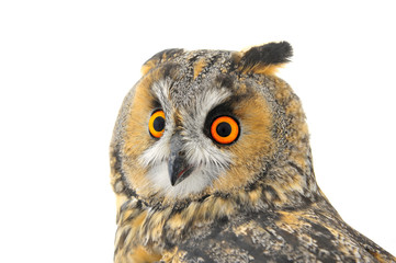 The owl in the white back