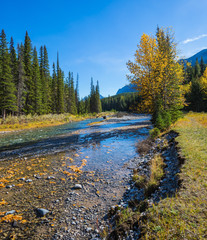 Pine forest in  Banff National Park © Kushnirov Avraham