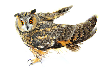 The owl in the white back