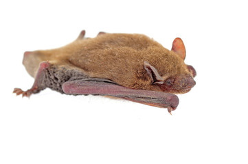 The bat on a white background