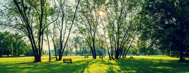 Fototapeta sunny summer park with trees and green grass obraz