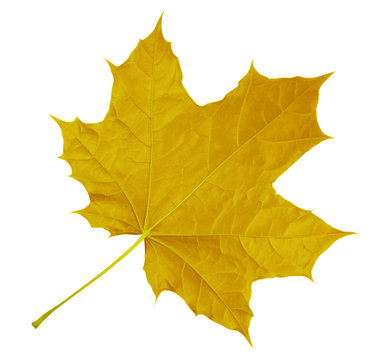Maple Leaf isolated - Yellow