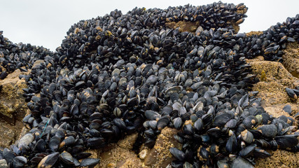 Fresh mussel on rocks at the beach