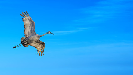 Beautiful tropical crane