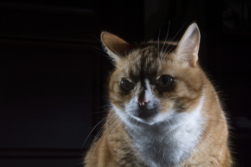 Obraz premium рыжий кот на тёмном фоне