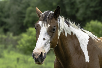 Obraz na płótnie Canvas Paint horse with blurred background