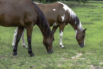 two horses grazing