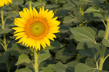 Beautiful yellow sunflower field