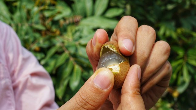 Longan (Dimocarpus longan) woman hand peeling and opening longan fruit