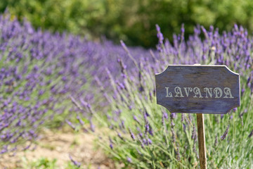 lavender cartel