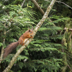 Beautiful red squirrel playing in tree trying to reach food