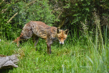 Beautiful old female vixen fox in long Summer grass in field