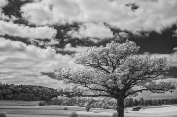 Stunning infrared landscape image of forest with alternative col