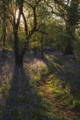 Fototapeta premium Stunning landscape image of bluebell forest in Spring