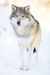 Wolf stands in beautiful winter landscape