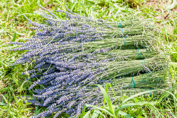 Lavender's bouquet's on the grass