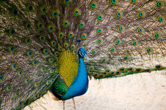 Fototapeta Many newborn rabbit or group of baby bunny sleeping in white cloth