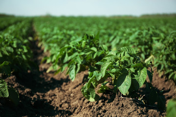 New potatoes growing in the field