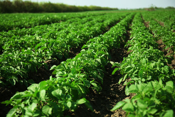 Fototapeta na wymiar New potatoes growing in the field