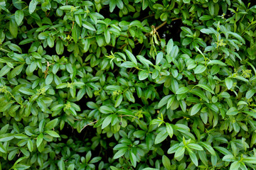 Beautiful green leaves background