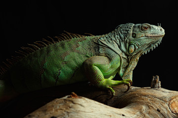 Green Iguana on branch