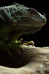Green Iguana on branch