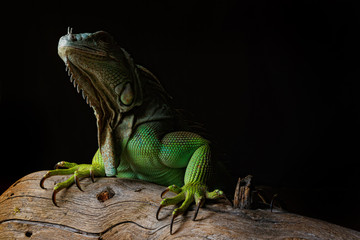 Iguana on dark background. Black and white image