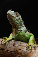 Close-up of a male Green Iguana (Iguana iguana).