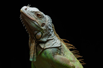 Close-up of a male Green Iguana (Iguana iguana).