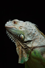 Close-up of a male Green Iguana (Iguana iguana).