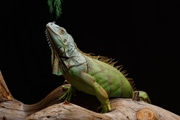 Iguana on dark background. Black and white image