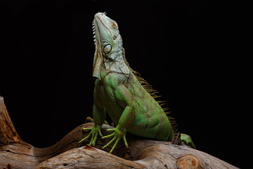 Iguana on dark background. Black and white image