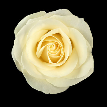 Fototapeta White rose on black background