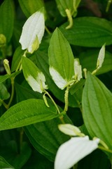 白い葉と花のはんげ