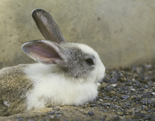 Rabbit laying down on rock ground