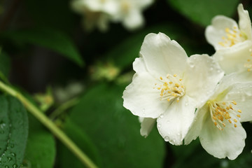 Beautiful white flower on green  nature background