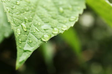 Green leaf, closeup