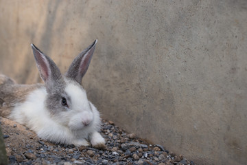 Rabbit laying down on rock ground