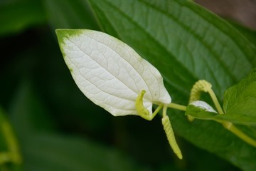 白い葉と花のはんげ
