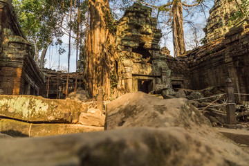 Tree on temple, Angkor Wat, Siem Reap, Cambodia
