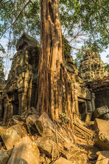 Obraz premium Tree on temple, Angkor Wat, Siem Reap, Cambodia