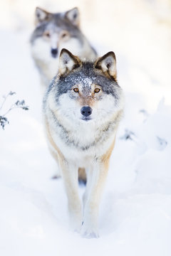 Fototapeta Two wolves in cold winter landscape
