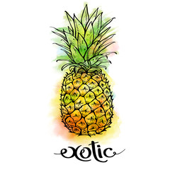 Image of pineapple fruit and lettering exotic on white background with watercolor stains. Print t-shirt, graphic element for your design. Vector illustration. - 114344937