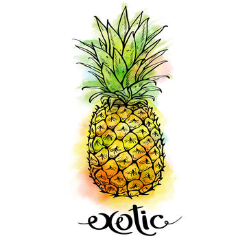 Image of pineapple fruit and lettering exotic on white background with watercolor stains. Print t-shirt, graphic element for your design. Vector illustration.