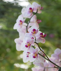 Fototapeta na wymiar Summer wild orchid in nature