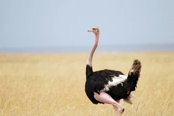 Abwaschbare Fototapete Strauß Ostrich standing on the African savannah on background of tall grass and a blue sky