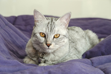 Beautiful cat lay on violet blanket