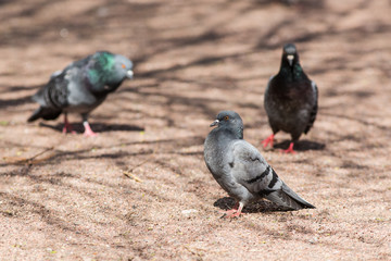 three pigeons on a sunny day