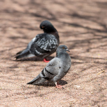 portrait of two pigeons