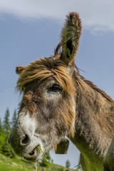Donkey eating grass close up portrait 